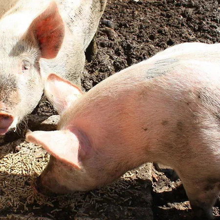 Grundhof Ferienhaus *