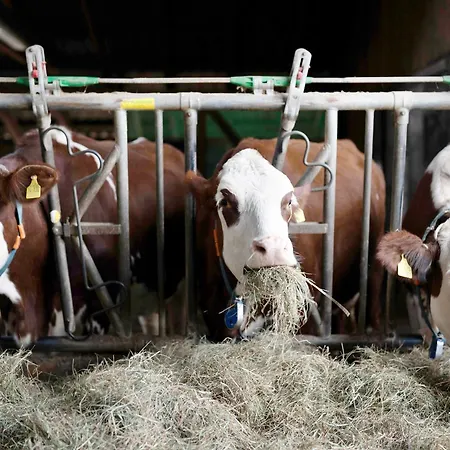 Grundhof Ferienhaus Oberprechtal