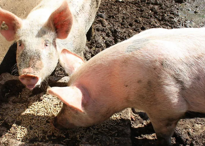 Grundhof Casa de Férias *