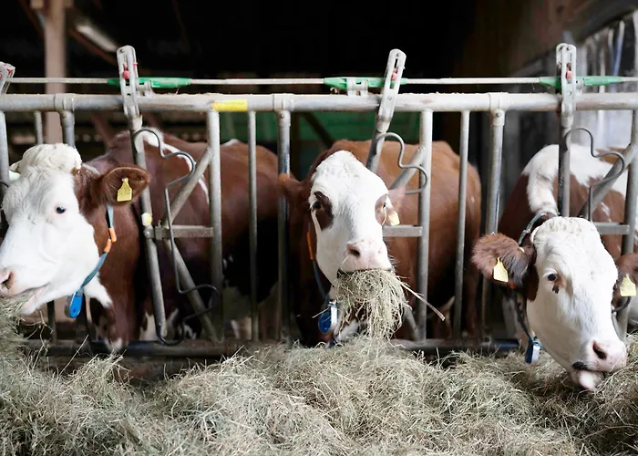 Grundhof Дом отдыха Oberprechtal